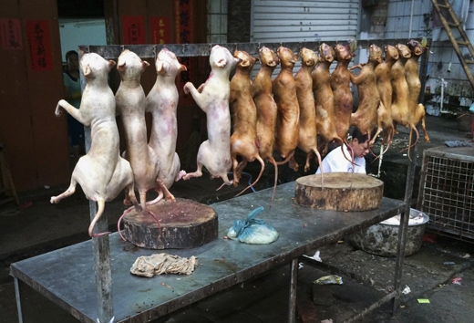 
	
	Lễ hội thịt chó diễn ra hằng năm ở tỉnh Quảng Tây, Trung Quốc là một trong những lễ hội bị lên án nhất thế giới.